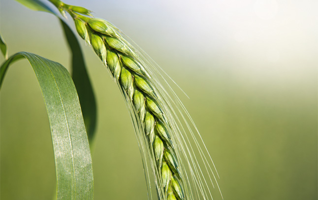 SMBL Krishi Rin